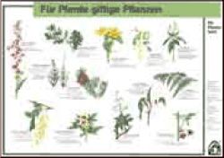 F�r Pferde giftige Pflanzen