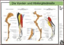 Vorder- und Hintergliedma�e