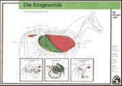 Eingeweide