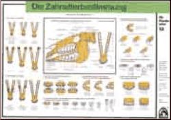 Zahnalterbestimmung