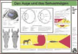 Auge und Sehrverm�gen