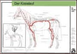 Kreislauf