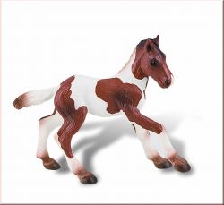 Quarter Horse Fohlen