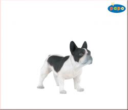 Franz�sische Bulldogge (schwarzwei�)