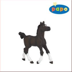 Araber Fohlen Papo