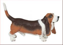 Basset Hund PAPO