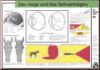Auge und Sehrverm�gen