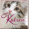 Katzen - Anmut auf Samtpfoten