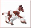 Quarter Horse Fohlen