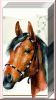 Taschent�cher Pferd