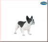 Franz�sische Bulldogge (schwarzwei�)