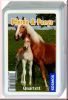 Quartett Pferde und Ponys