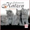 Liebenswerte Katzen