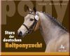 Stars der deutschen Reitponyzucht 3